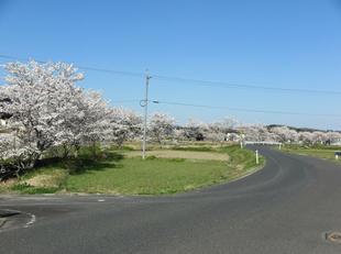 takano-sakura5.jpg