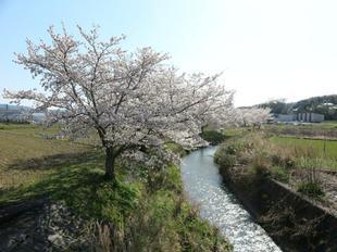 takano-sakura6.jpg