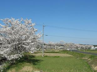 takano-sakura7.jpg