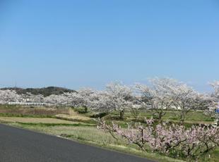 takano-sakura8.jpg