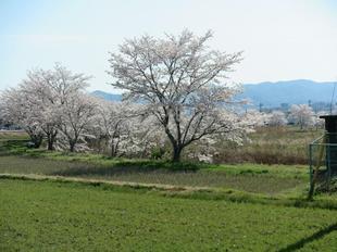 takano-sakura9.jpg