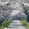 加茂川沿いのさくらの花