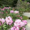明徳山 上野寺のシャクナゲ・キクモモの花(鏡野)