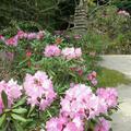 明徳山 上野寺のシャクナゲ・キクモモの花（鏡野）