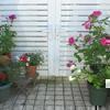 芦田さん宅のバラの花です。