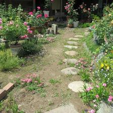 保田さん宅のバラの花（野村）