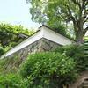 2020長法寺のアジサイの花(井口)