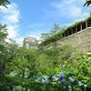 2020年津山城(鶴山公園)のアジサイの花