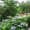 山野草公園でアジサイを拝見!(奈義町)