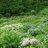 2020 摩尼山 高福寺のアジサイの花