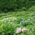 2020  摩尼山  高福寺のアジサイの花