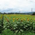 ひまわりの花（下野田）