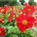 ハーブ・ダリア・コスモス・ひまわりの花（美咲町）