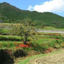 吉見・堀坂・綾部の景色と彼岸花