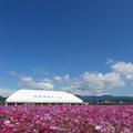 鏡野のコスモスが満開です。