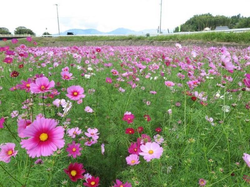 tanokuma-kosumosu4-thumb-