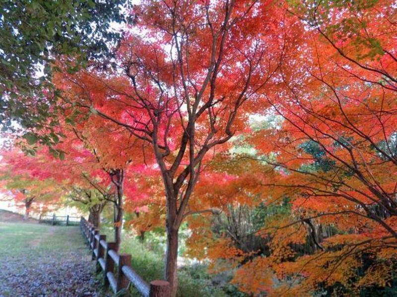 燃えるような沼の住居跡地のモミジ - 津山瓦版