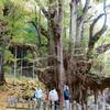 菩提寺の大イチョウの紅葉(奈義町)