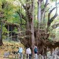 菩提寺の大イチョウの紅葉（奈義町）