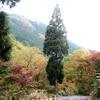 2020布滝方面の紅葉(阿波)