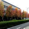 市役所前のモミジバフウ(紅葉葉楓)の紅葉
