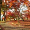 夕日に映える津山城(鶴山公園)の紅葉が奇麗です。