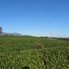 那岐三山が見える丘の茶畑