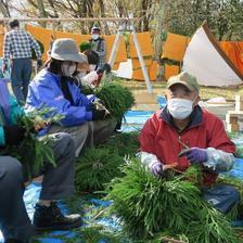 古民家（造り酒屋）に飾る杉玉作り（神代）