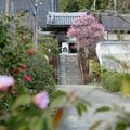 千光寺の梅の花やさんしゅうの花が満開！