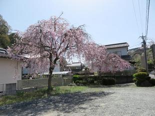 2021-3-31sakura21.jpg