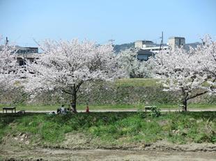 2021-3-31sakura22.jpg