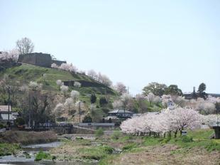 2021-3-31sakura23.jpg