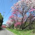 綾部の花桃通りを発見！