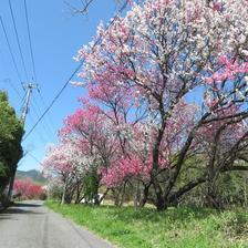 綾部の花桃通りを発見！