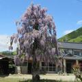 1本木で咲く藤の花（鏡野町藤屋）