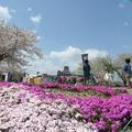 2021年津山城（鶴山公園）の満開のさくら