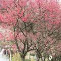 阿波の花桃の並木道