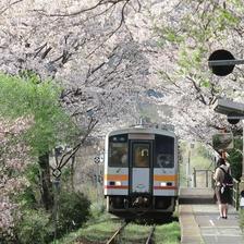 2021年三浦駅満開のさくらのトンネルです。