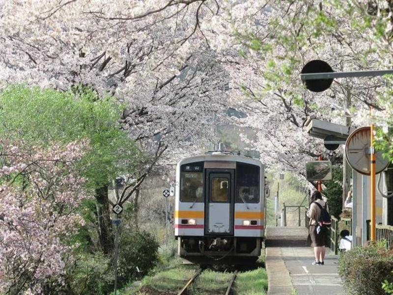 津山瓦版2021年三浦駅満開のさくらのトンネルです。