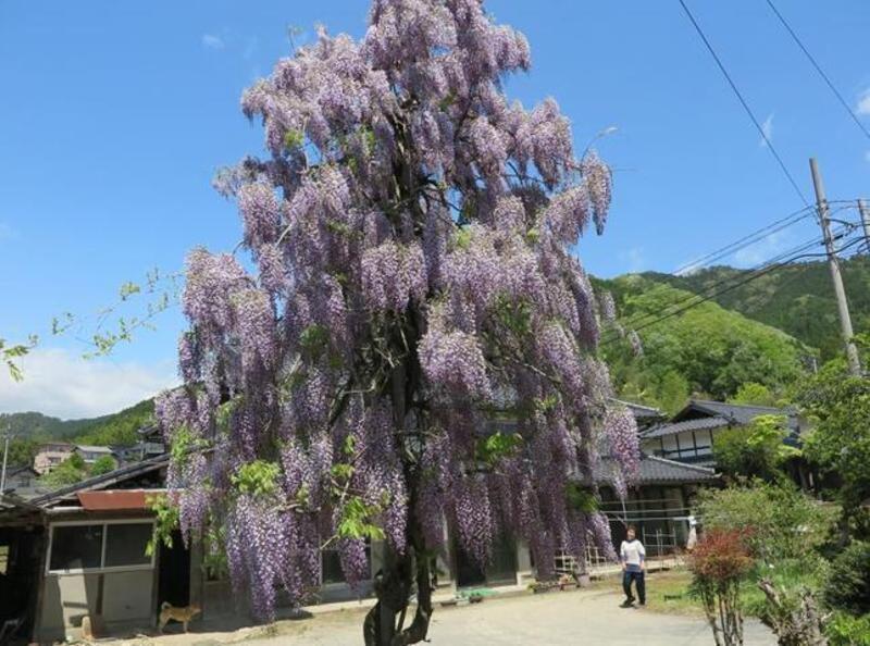 1本木で咲く藤の花（鏡野町藤屋） - 津山瓦版