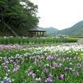 2021久米南町の花しょうぶ園