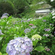 2021長法寺のアジサイの花