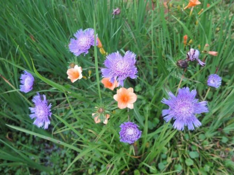 2021 作楽神社でひっそり咲く花たち - 津山瓦版