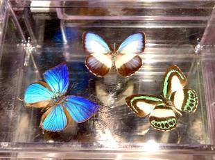 世界最美の蝶と神秘の宝石昆虫標本展 - 津山瓦版