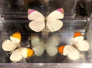 世界最美の蝶と神秘の宝石昆虫標本展 - 津山瓦版