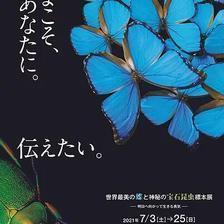 世界最美の蝶と神秘の宝石昆虫標本展