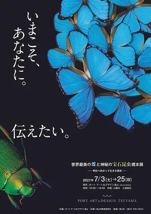 世界最美の蝶と神秘の宝石昆虫標本展 - 津山瓦版