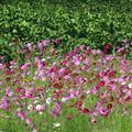 綾部西で咲くコスモスの花