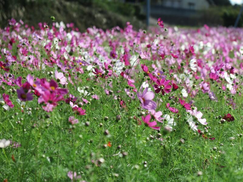砂漠にコスモスは咲かない ヨネヤマママコ Yahoo!オークション