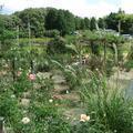 秋空に美しく咲くバラの花（甲本バラ園）